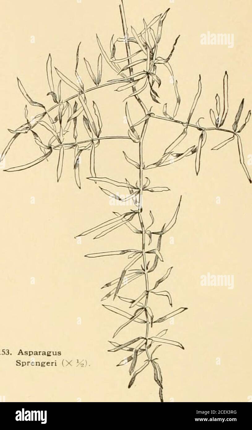 . Ciclopedia dell'orticoltura americana : comprendente suggerimenti per la coltivazione di piante orticole, descrizioni delle specie di frutta, ortaggi, fiori e piante ornamentali vendute negli Stati Uniti e in Canada, nonché schizzi geografici e biografici. PIANTE DI ASPARAGI o semi essendo gli unici metodi che rispondono per it.A.F. 11:1178. Var. Tenuissimus, Hort. {A. tenuissimus,Hort.). Fig. 150. Solo in parziale salita, molto leggera. 155 (ma non nana, come il suo nome implica) del tipo, dal quale si distingue, secondo Watson, per la pienezza e la planarità del suo frate Foto Stock . Ciclopedia dell'orticoltura americana : comprendente suggerimenti per la coltivazione di piante orticole, descrizioni delle specie di frutta, ortaggi, fiori e piante ornamentali vendute negli Stati Uniti e in Canada, nonché schizzi geografici e biografici. PIANTE DI ASPARAGI o semi essendo gli unici metodi che rispondono per it.A.F. 11:1178. Var. Tenuissimus, Hort. {A. tenuissimus,Hort.). Fig. 150. Solo in parziale salita, molto leggera. 155 (ma non nana, come il suo nome implica) del tipo, dal quale si distingue, secondo Watson, per la pienezza e la planarità del suo frate Foto Stock