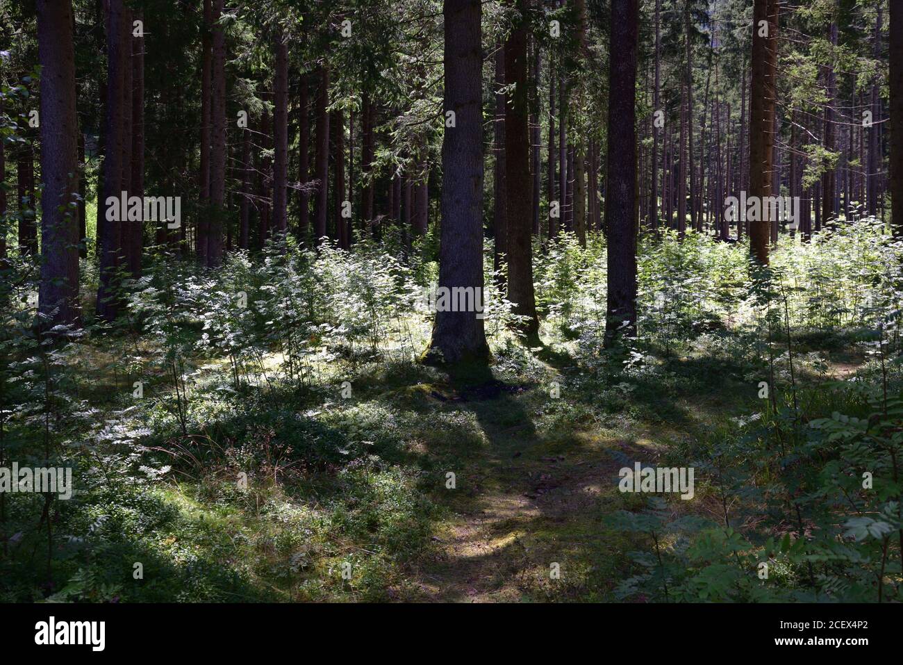 Raggi di luce penetrano nella foresta illuminando i cespugli sottobosco Foto Stock