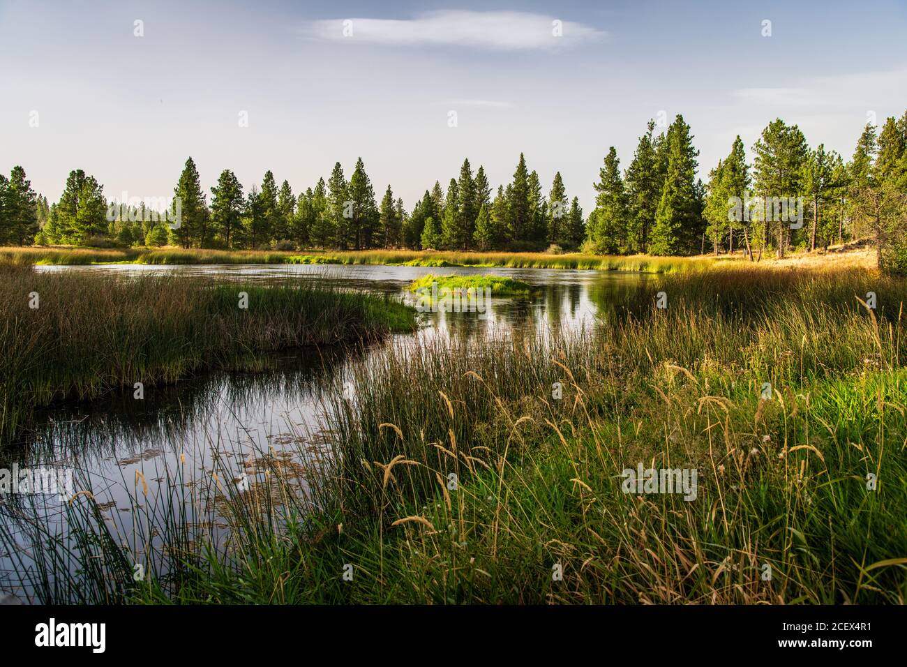 Swan Pond al Turnbull National Wildlife Refuge Foto Stock