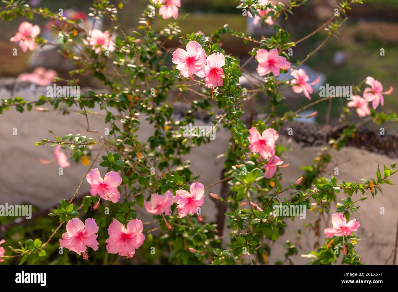 Una pianta di Hibiscus rosa in fiore, Cartagena de Indias, Colombia. Foto Stock