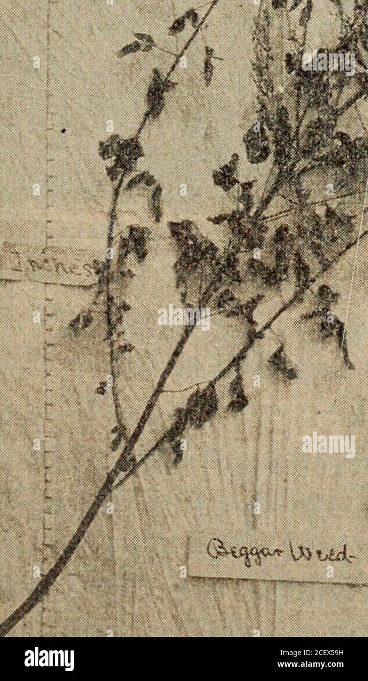 . Rapporto annuale della North Carolina Agricultural Experiment Station. Piastra III. 1. Arachidi. 2. Hagy.. Piastra IV.-Beggar Weed 346 N. C. ESPERIMENTO AGRICOLO STATIOX. 1896. Lespedeza.-Lespedeza sericea (piastra Y-2). Si tratta di specie di assister di Hagy, ed è stato ottenuto dallo stesso luogo. Itsgrowth è molto più basso e più sottile di Hagy; il lievito molto abbondante sono piccoli e l'intera pianta è così grandiosiminferiore a Hagy che il suo valore pratico può essere considerato molto piccolo. Japan Clover, improved. - Lespedeza striata, var. Lata (PlateY-4). Si tratta di un'ampia e più forte crescita Foto Stock