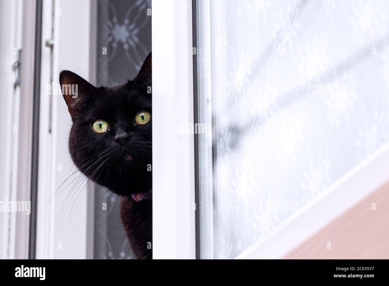 il gatto nero guarda fuori la finestra aperta della casa di campagna Foto Stock