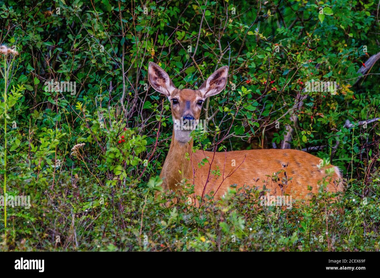 Doe dalla coda bianca al Turnbull National Wildlife Refuge Foto Stock