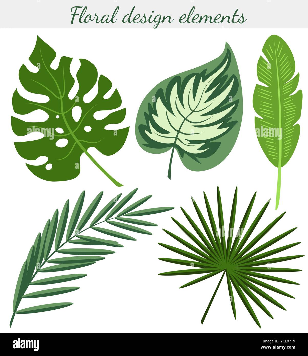 Set di esotiche foglie tropicali di monstera, palma, banana. Immagine vettoriale a colori isolata su sfondo bianco. Illustrazione Vettoriale