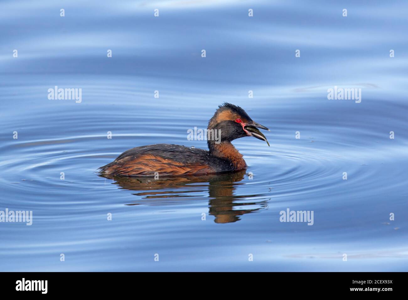 Grembo cornato / grembo slavone (podiceps auritus) in allevamento piumaggio nuoto deglutizione pescato prede in estate Foto Stock