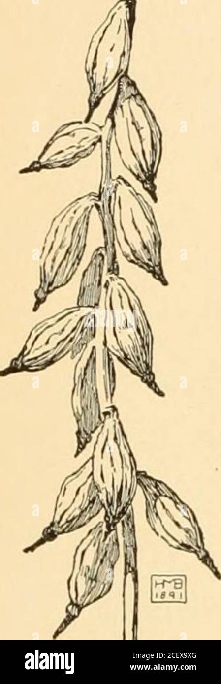 . Ciclopedia dell'orticoltura americana : comprendente suggerimenti per la coltivazione di piante orticole, descrizioni delle specie di frutta, ortaggi, fiori e piante ornamentali vendute negli Stati Uniti e in Canada, insieme a schizzi geografici e biografici. Hanging,103). Ha APIUM. Vedere Curn. APLfiCTEtTM (greco, senza sperone). Orchidea&cea. Orchidea piccola, con scaglie di colore opaco. In un raceme, su un paesaggio senza foglie, che scaturisce da un grande corm-liketuber. Specie singola, in boschi negli stati del N. iemile, Nutt. Radice di mastice. Adamo ed Eva. Fig. 103. Invia un punto verde Foto Stock