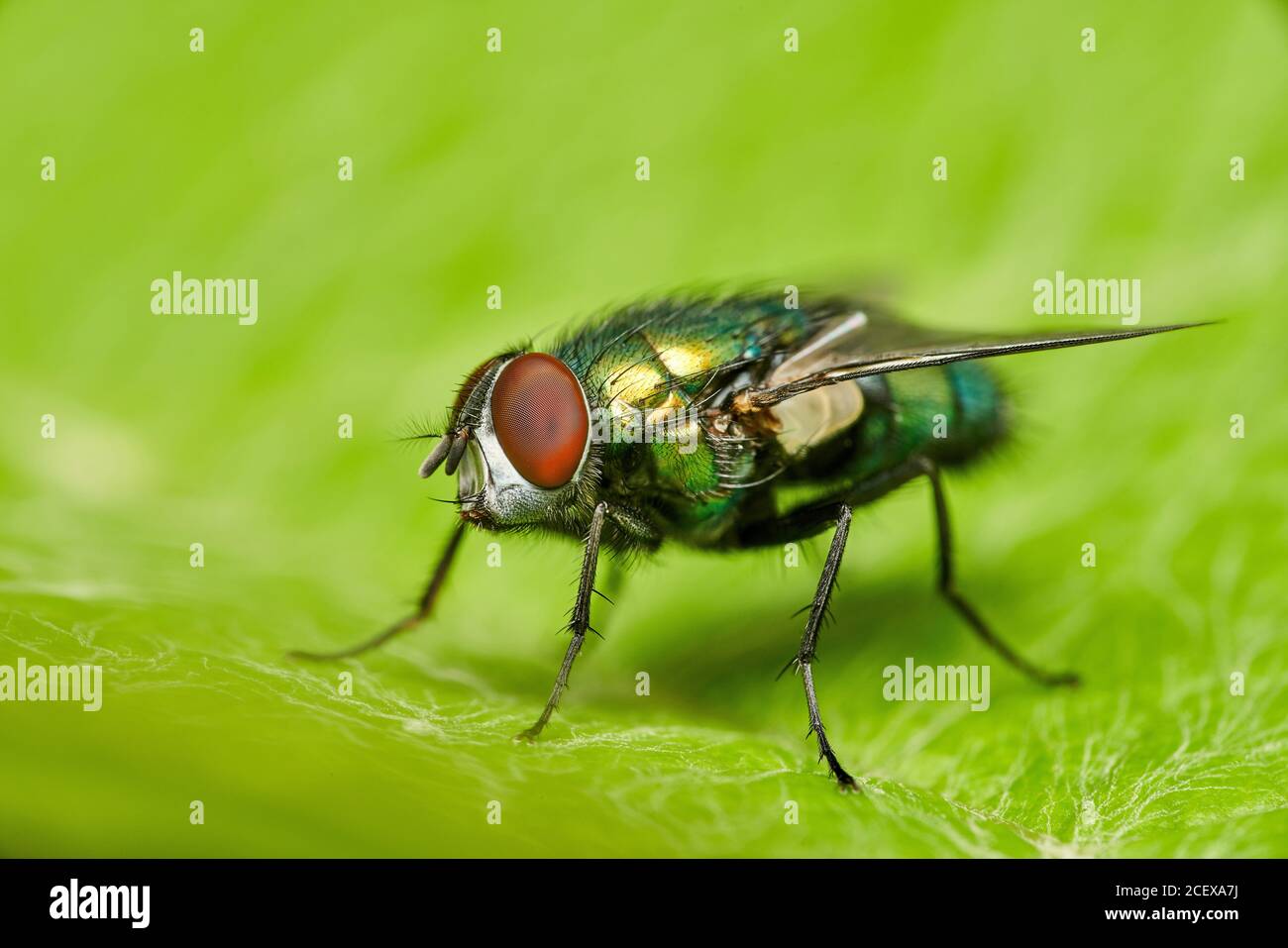 macro dettagliata di una lucente bottiglia verde dorata seduta su una foglia Foto Stock