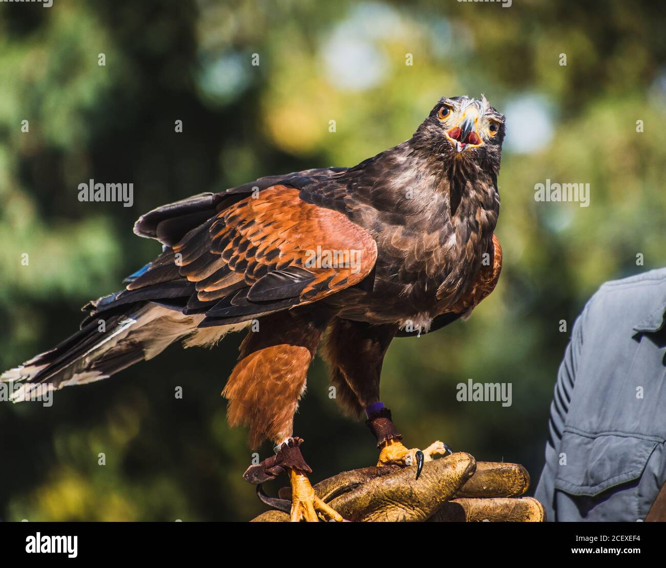 Harris's Hawk a riposo su guanto di falconeria Foto Stock