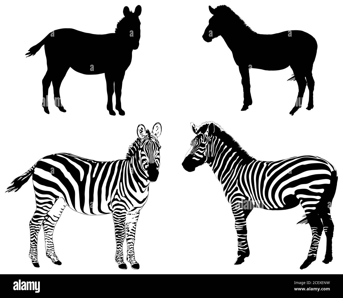 Silhouette di zebre su sfondo bianco Foto Stock
