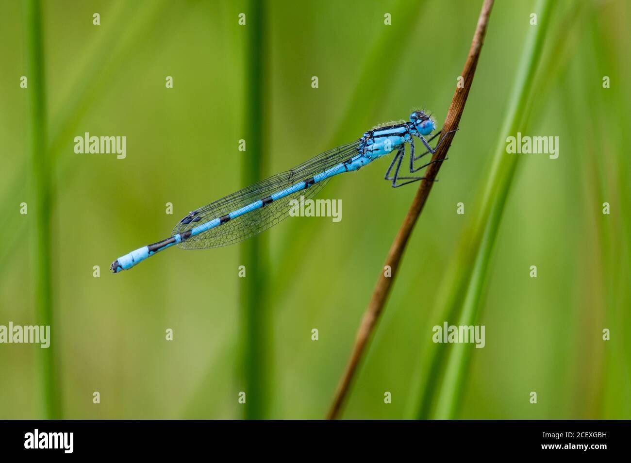 Comune Blue Damselfly poggiato su stelo reed Foto Stock