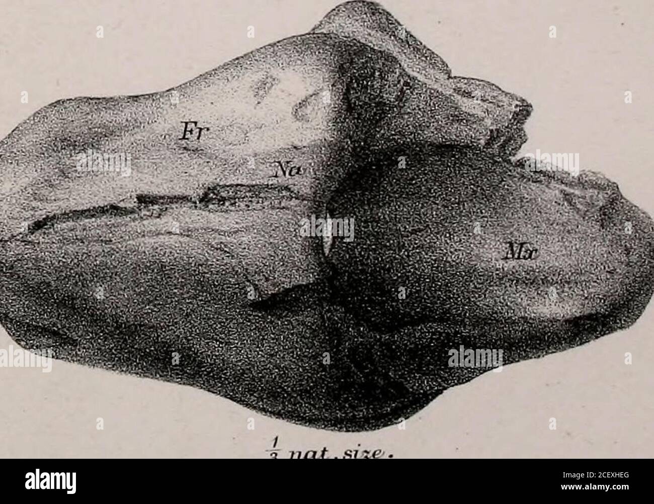 . La rivista trimestrale della Geological Society di Londra. G.H Ford e G.L.Griesbach. mmtern Bro.°. imp., HALITHERIUM CANHAMI. DALLA FALESIA ROSSA DI SUFFOLK. 7 DESCRIZIONE DELLA PIASTRA I. FIG. 1. Superficie posteriore del frammento di cranio oiHalitherium dal Crag. 2. Superficie superiore. 3. Superficie anteriore. 4. Superficie laterale. Tutto un terzo delle dimensioni naturali. 5. Sotto la superficie della stessa, due terzi della dimensione naturale. Lettere in tutte le figure: - Fr. Ossa frontali; Na. Nasali; MX. Mascellare; PMx. Prsemascellare; ME. Mesethmoid ; ET. Ethmoturbinal; PL. palatina; Zy. Processo zigomatico della mascellare; P. (in f Foto Stock