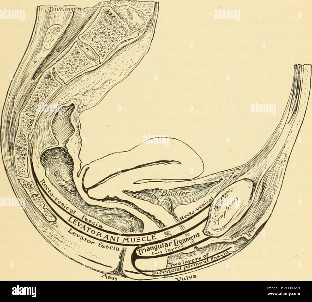 . Un libro di testo americano di ostetricia. Per i professionisti e gli studenti. al margine del coccice e la PARTE inferiore ANATOMIA DEGLI ORGANI GENERATIVI. 29 del sacro. La superficie pelvica di questo muscolo aiuta a sostenere il rec-tum, e la sua superficie esterna è strettamente legata al sacro-sciaticligamento minore. Fascie del Pelvi.- la fascia pelvica è la continuazione diretta dei fogli fascali iliaci e transversali. Esso è attaccato lateralmente lungo l'orlo pelvico e intorno all'origine degli interim dell'otturatore, e dietro si estende sopra la piriformis e i tronchi nervosi adiacenti AS Foto Stock