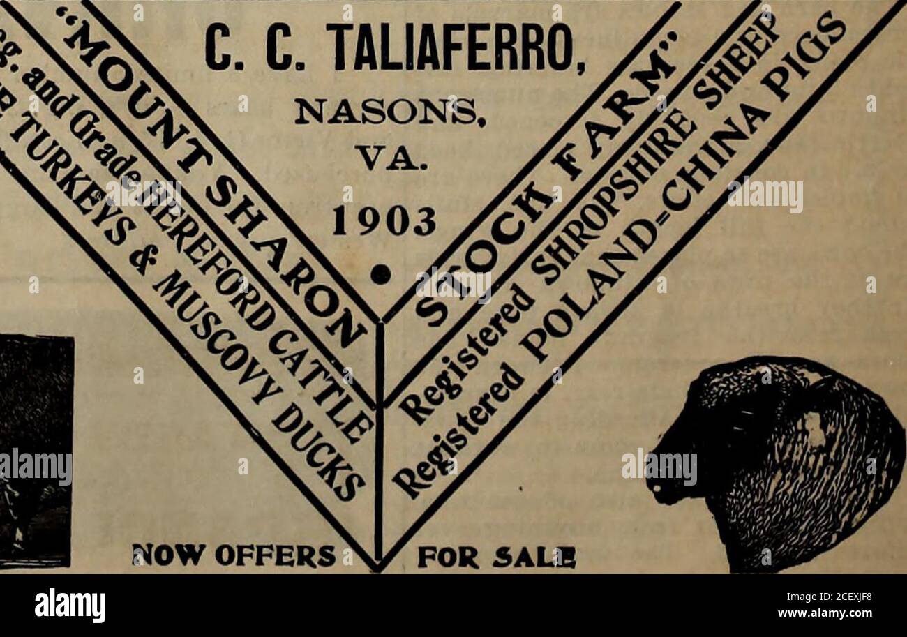 . Piantatrice del sud: Dedicata all'agricoltura pratica e progressiva, all'orticoltura, al camionaggio, al patrimonio vivo e al fuoco. EVA Pierce Finch, settembre Lippincotti. â * â *â¢ *â * -r *â¢ -n - â - -* -t - -ft t - Â«-Â»^-fc Iâ»in,,Â»* -â - -  â â - -*â -â â¢ â - i&gt;a**M*ftiifc*if in*a-* ^ Hpnnp/NnrNr i prince vlhi i tlhi i lhlhl OFFERTE HEREFORD Cattle.â Calvas, diritto di registrazione, da 75 a 100 dollari. Vitelli di grado da Sir ed-ward 825 a 840. Shropshire Sheep.âBucki, un anno e oltre, da 15 a 20 dollari. Agnelli Buck, consegna luglio, da 910 a 12 dollari. Agnelli per pecora, consegna luglio, 8 Foto Stock