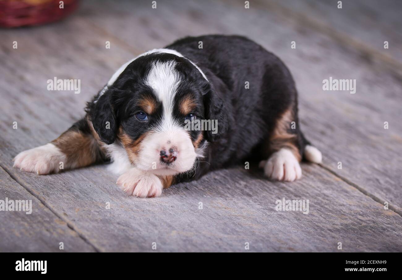 F1 Mini Bernedoodle Puppy Tri-Coloured posa su pavimento in legno 3 di settimane Foto Stock