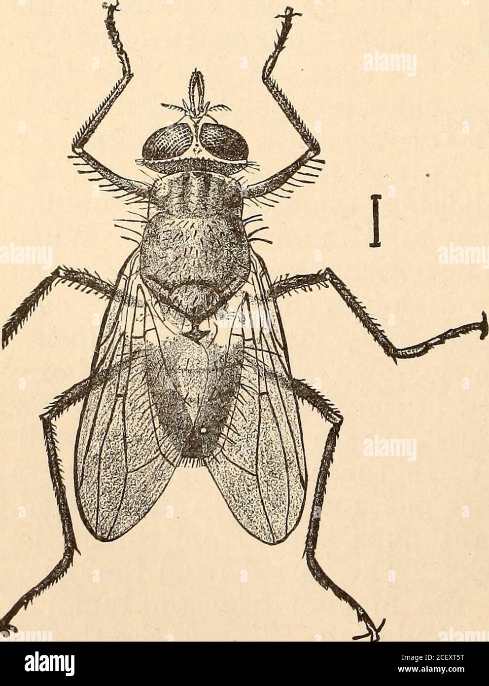 . Il rapporto annuale della North Carolina Agricultural Experiment Station. d probabilmente si rivelerà più doloroso per gli stati del sud-ern che per coloro che hanno un clima più freddo. La mosca è circa la metà delle dimensioni della casa-mosca ordinaria, che altrimenti assomiglia molto, ma è più pelosa (Fig. 8). Queste mosche si depositano sul cappotto dell'animale in qualche luogo dove theycannot essere raggiunto dalla lingua della coda, e là mordono e succhiano il sangue, spesso in tali numerosissimi che gli animali sono impoveriti rap-folli nella carne. Le mucche di Milch, specialmente le maglie sottili, soffrono crudelmente e spesso cadono la metà Foto Stock