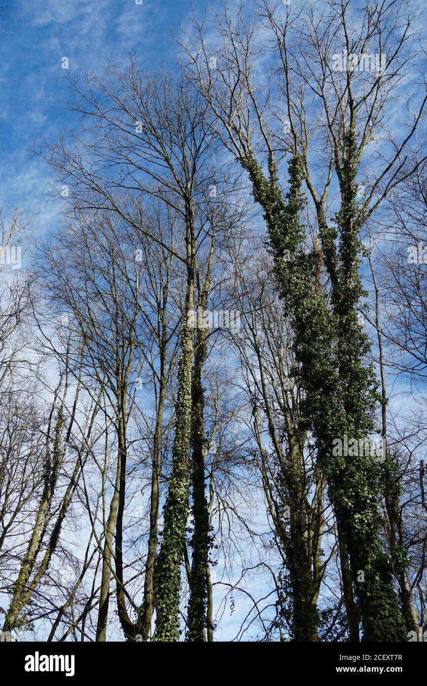 Un gruppo di alberi in inverno, alcuni dei tronchi d'albero sono coperti di edera Foto Stock