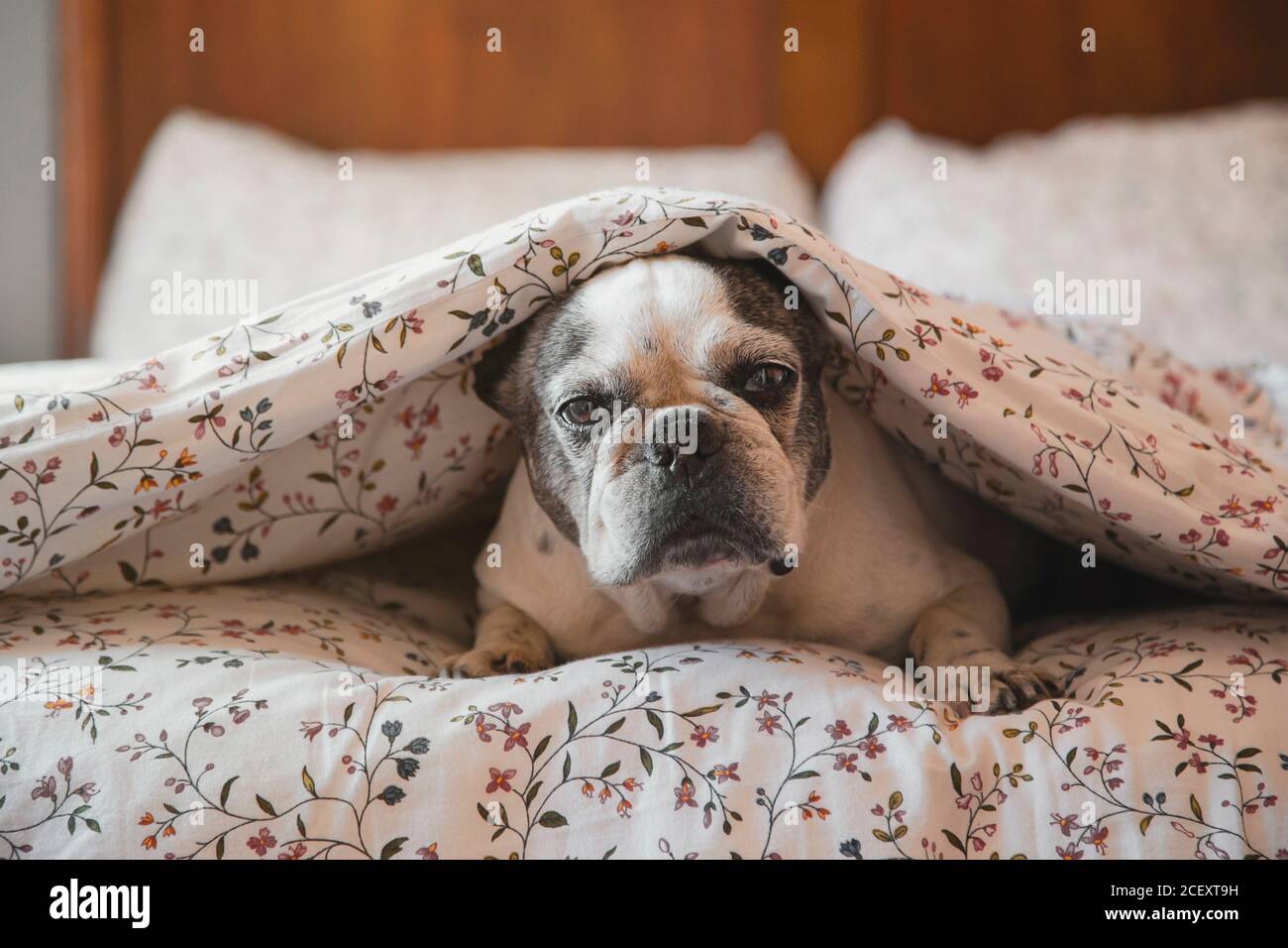 Adorabile Bulldog francese sdraiato sul letto sotto una morbida coperta e. riposarsi a casa mentre si guarda la fotocamera Foto Stock