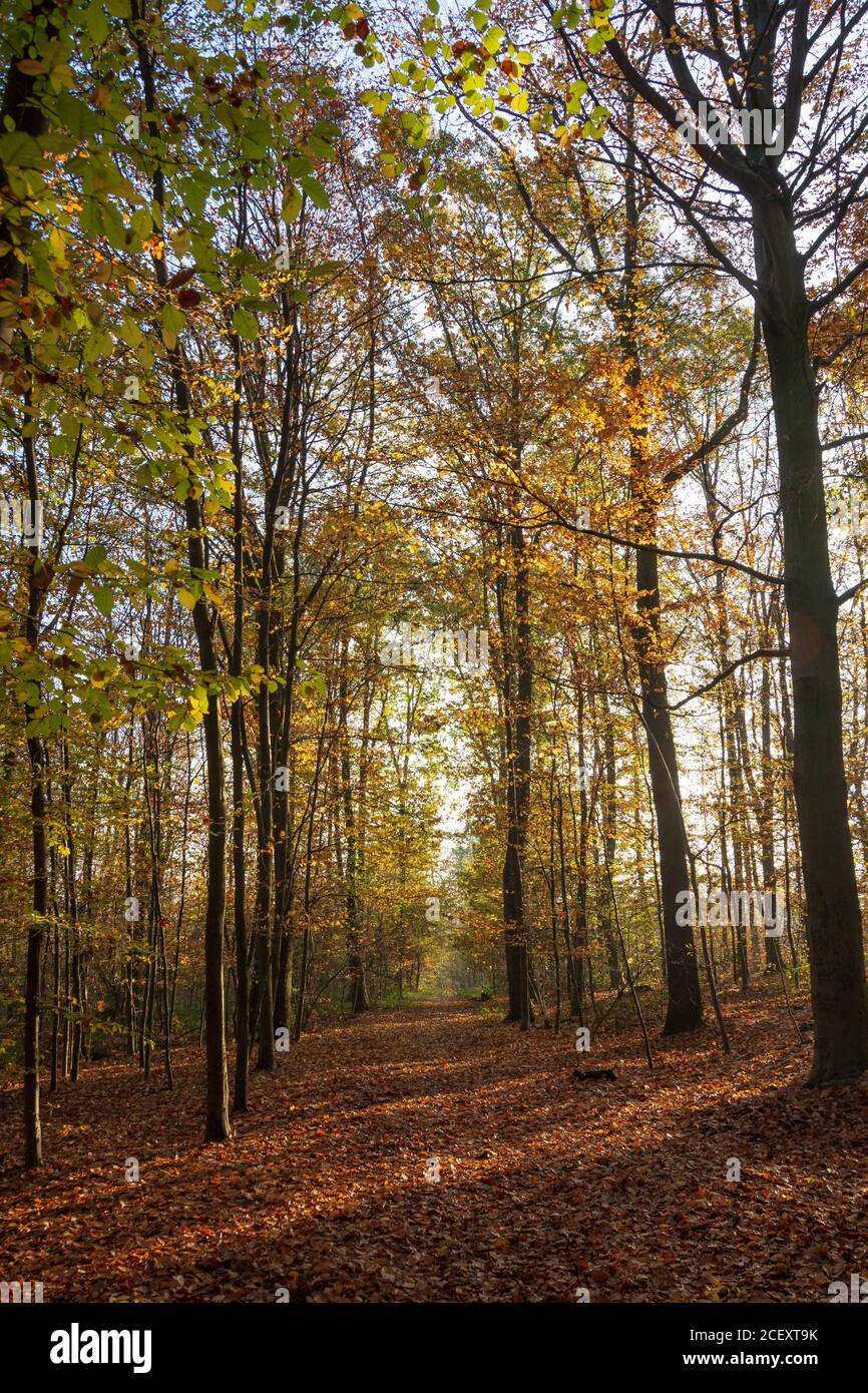 Colori autunnali nella foresta in una giornata di sole, Meudon, Francia Foto Stock