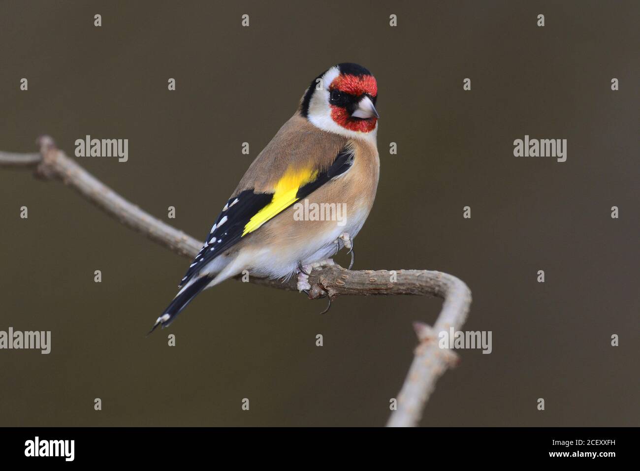 Cardellino Foto Stock