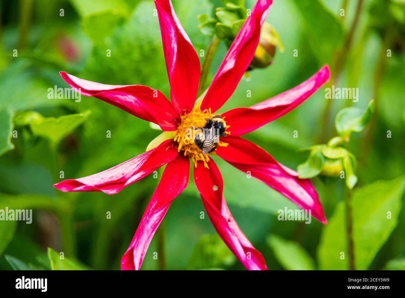 Ape che raccoglie polline su una stella Dahlia, stella di mezzanotte, fiore. Inghilterra Foto Stock
