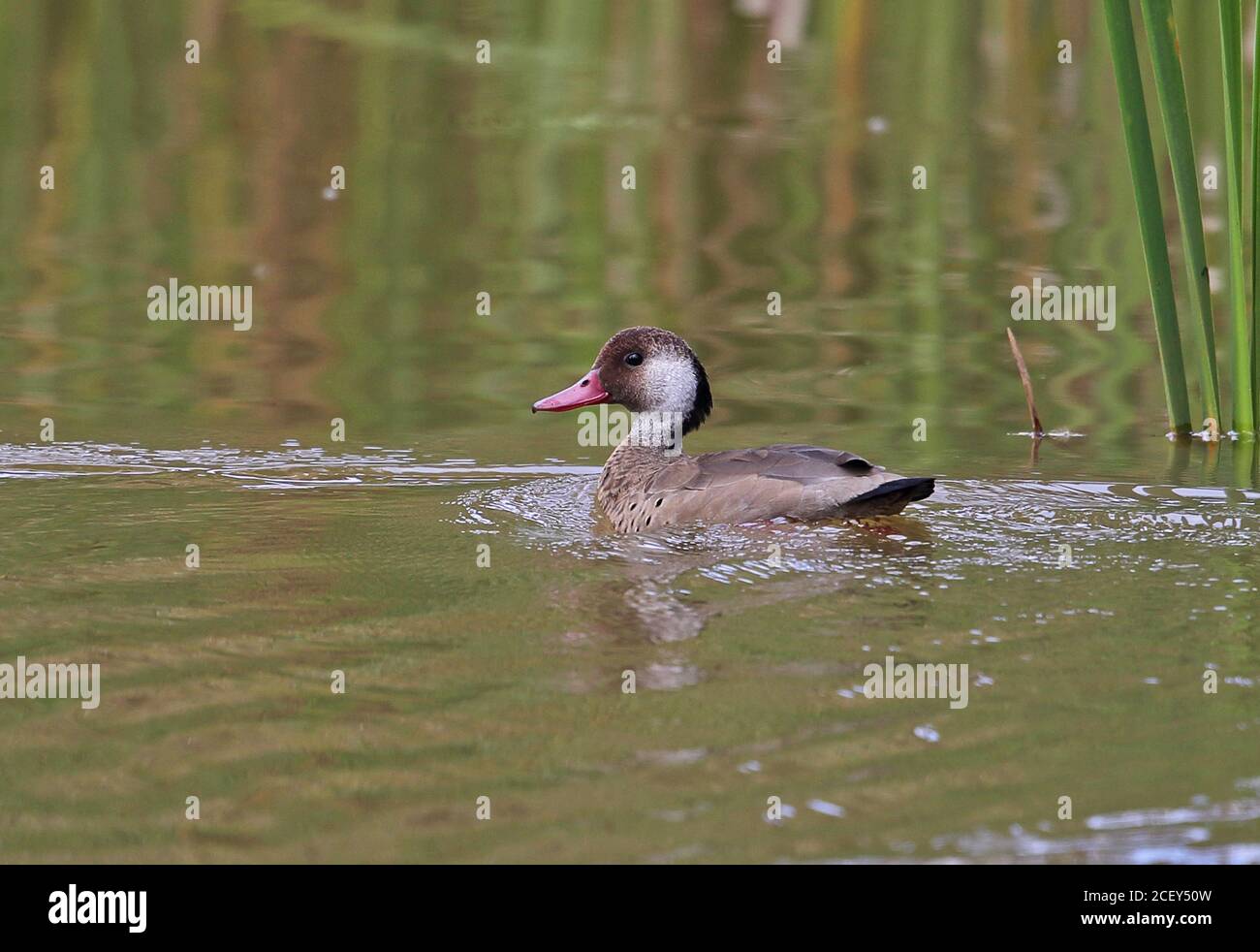 Brasiliano Teal (Amazonetta brasiliensis ipecutiri) maschile adulti nuoto sullo stagno REGUA, Atlantic Rainforest, Brasile luglio Foto Stock