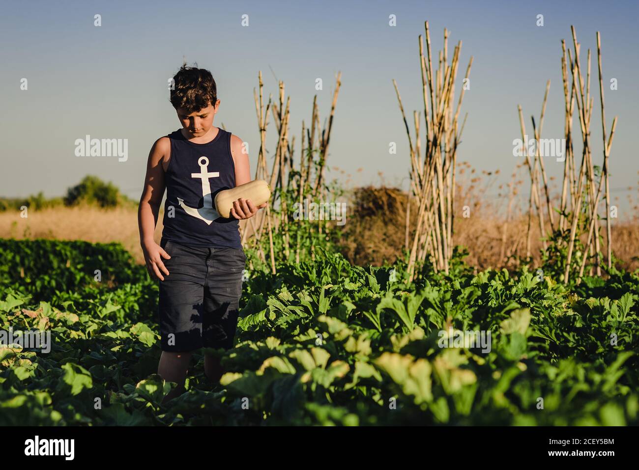 Presteen ragazzo con squash che cammina tra le piante verdi in estate campo agricolo Foto Stock