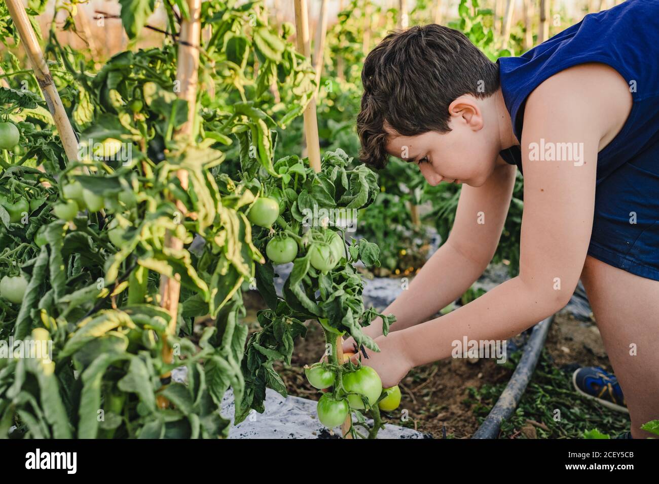 Vista laterale del ragazzo di preteen che si legano i cespugli di pomodoro mentre lavorare in orto durante le vacanze estive Foto Stock