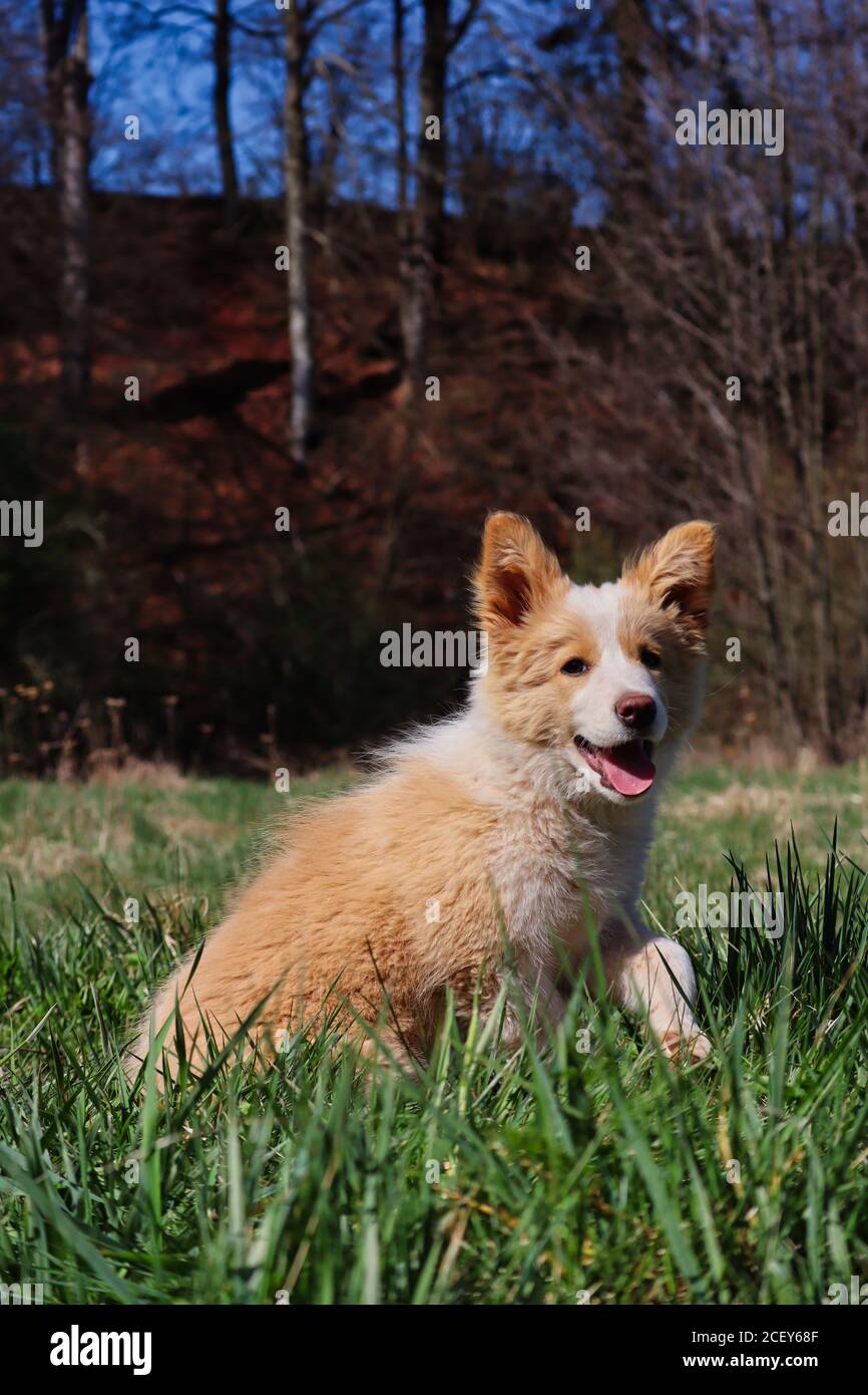 L'adorabile EE Red Border Collie Puppy siede in The Grass e sorride a Camera. L'australiano Red Puppy con l'aspetto e la lingua innocenti gode di aria fresca. Foto Stock