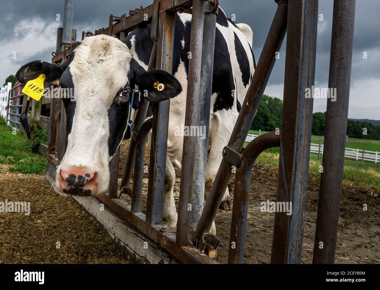 Mucca da latte con etichetta auricolare nel cancello principale. Il dispositivo aiuta a mantenere le mucche separate durante l'alimentazione. Foto Stock