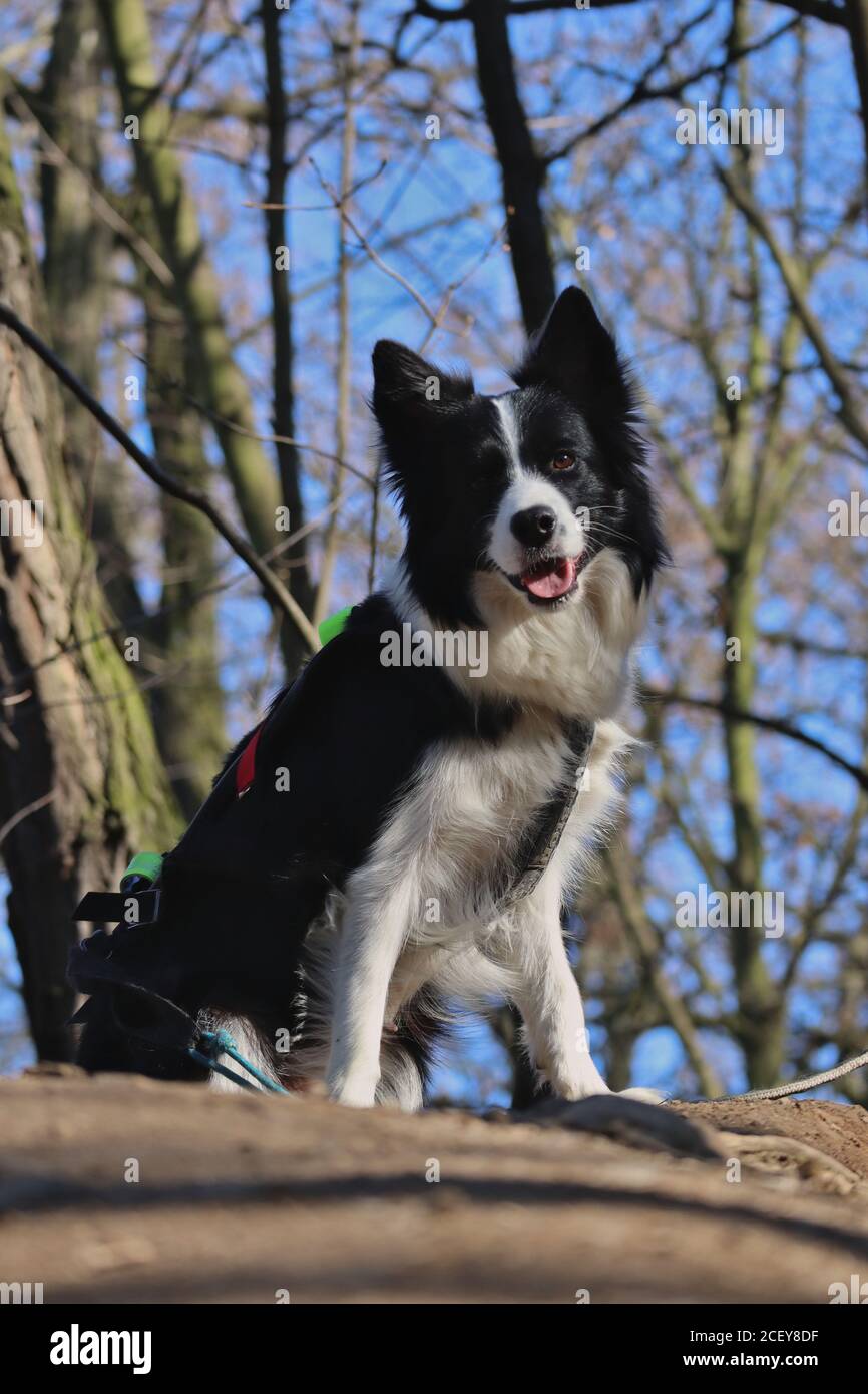 Adorabile Collie di confine su una passeggiata nel bosco in Repubblica Ceca Foto Stock