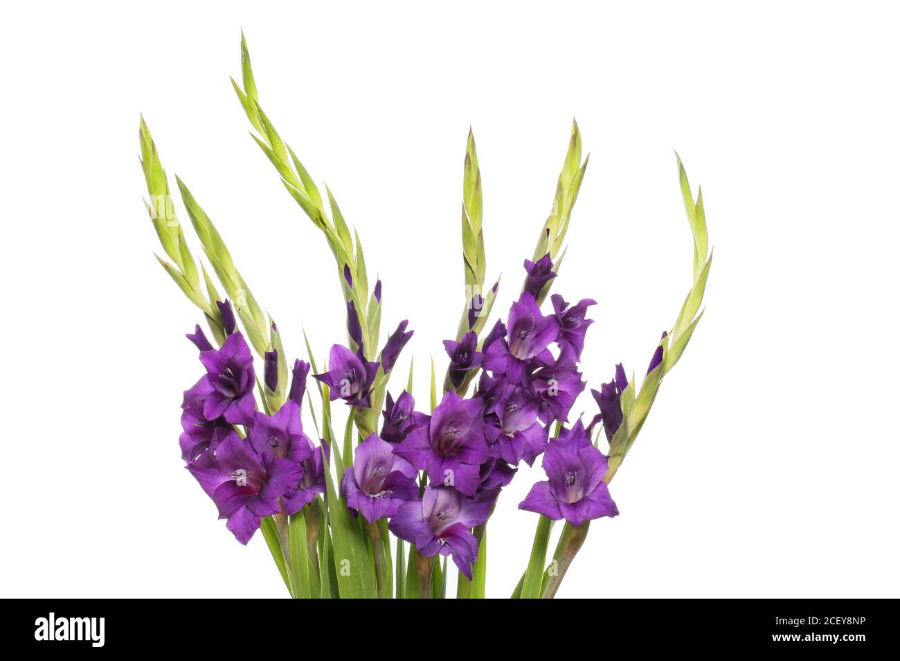 Spray di fiori di gladioli viola isolati contro il bianco Foto Stock