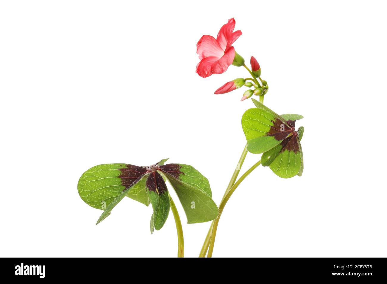 Fiori, boccioli e foglie di Oxalis isolati contro il bianco Foto Stock