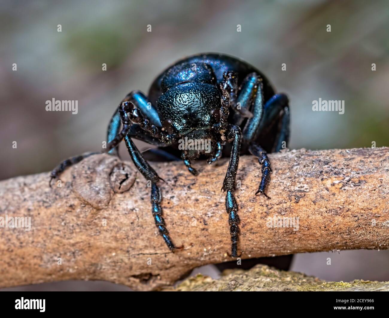 In sospeso. Un Oil Beetle (Meloidae) che si arrampica su un ramoscello in High Wood vicino Badbury Rings in Dorset. Foto Stock