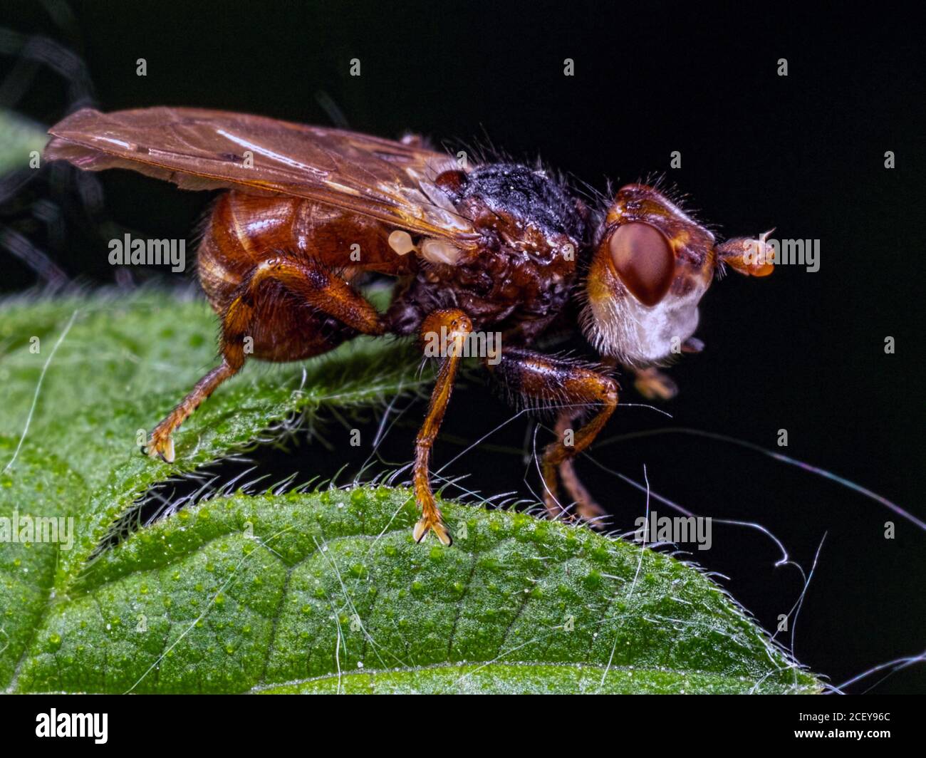 Profilo di una mosca a testa spessa di Myopa pellucida. Si trova nella riserva naturale dei laghi di Blashford, nell'Hampshire Foto Stock