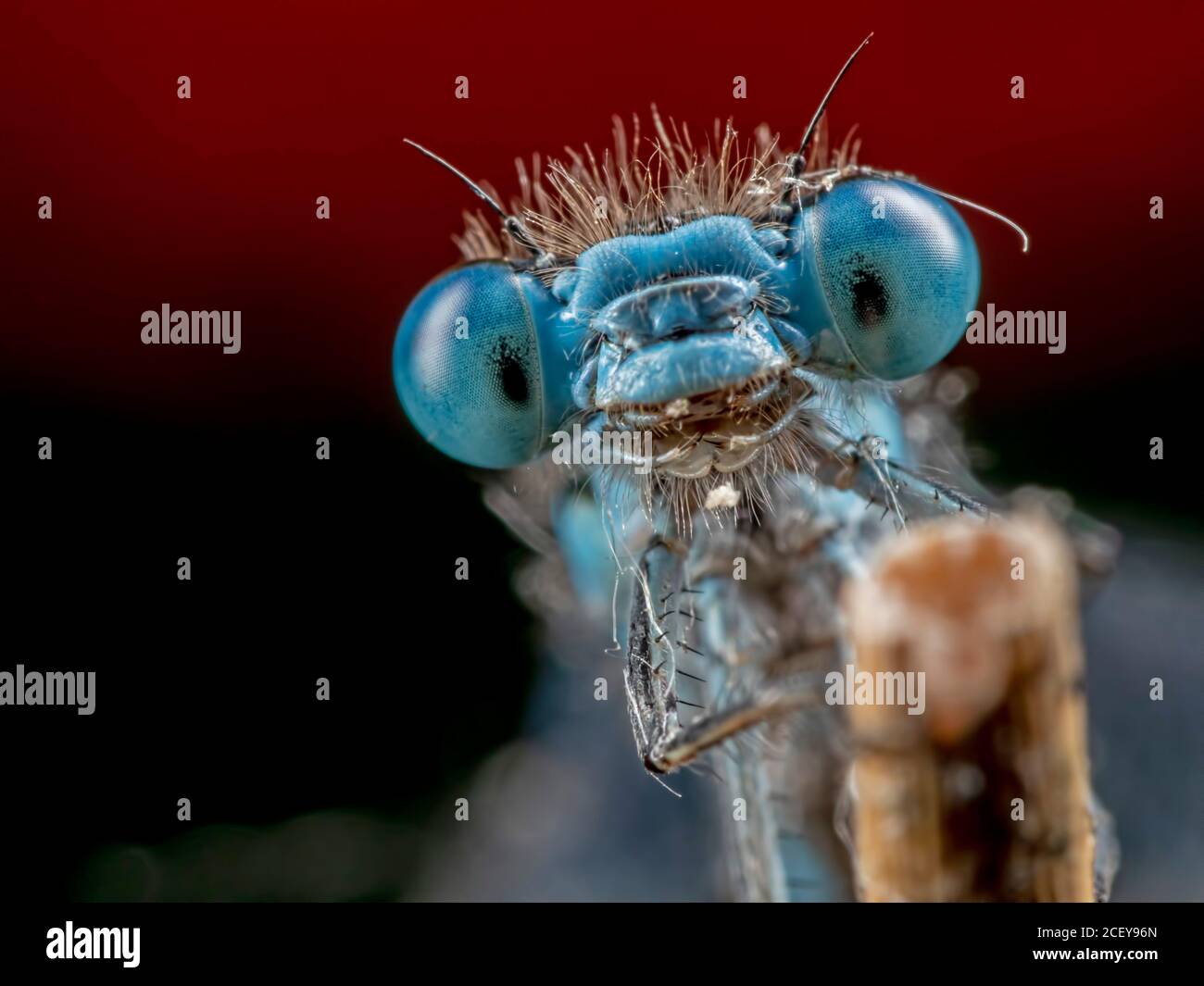 Ciao Foto Stock