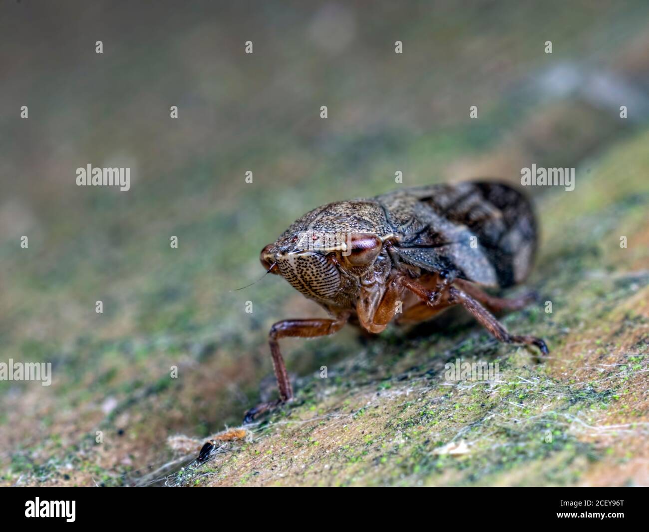 Faccia a faccia con un Froghopper comune (Philaenus spumarius). Si trova nella riserva naturale dei laghi di Blashford, nell'Hampshire Foto Stock