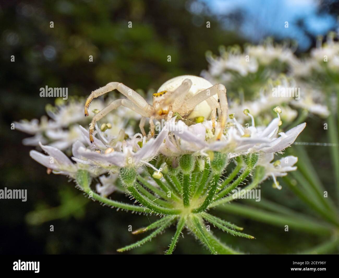 Una insolita foto persertiva di un ragno di granchio Foto Stock