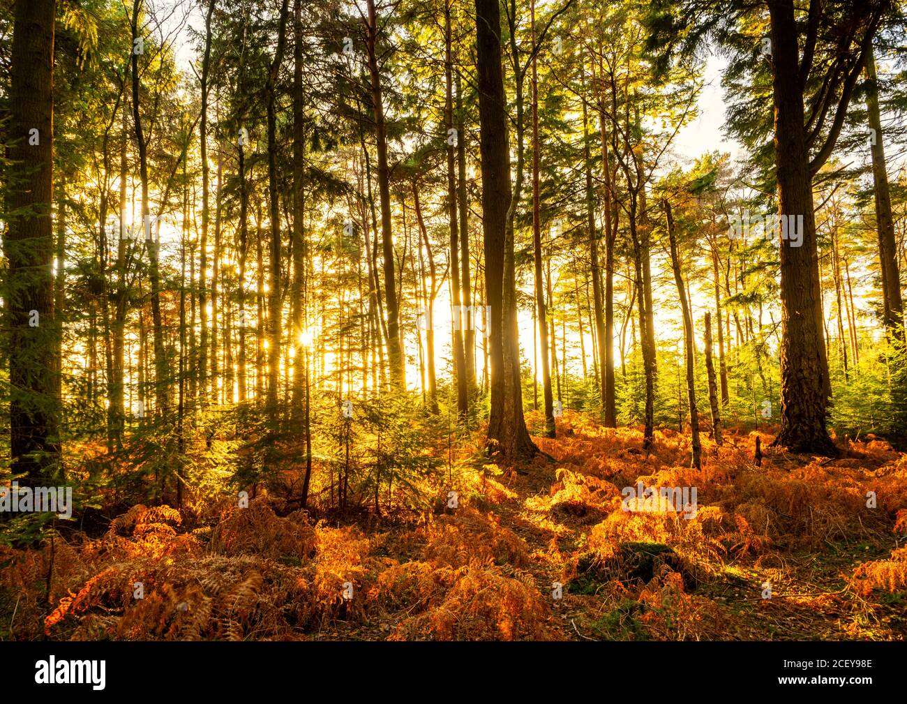 Luce del sole che si illumina attraverso i pini e felci a Vinney Ridge nella New Forest, Hampshire. Foto Stock