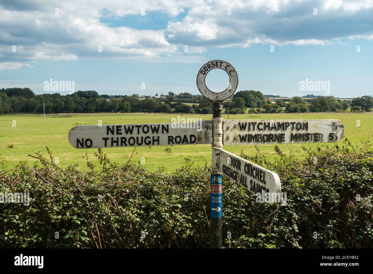 Closeup multidirezionale in un ambiente rurale, Witchampton, Dorset, Inghilterra Foto Stock