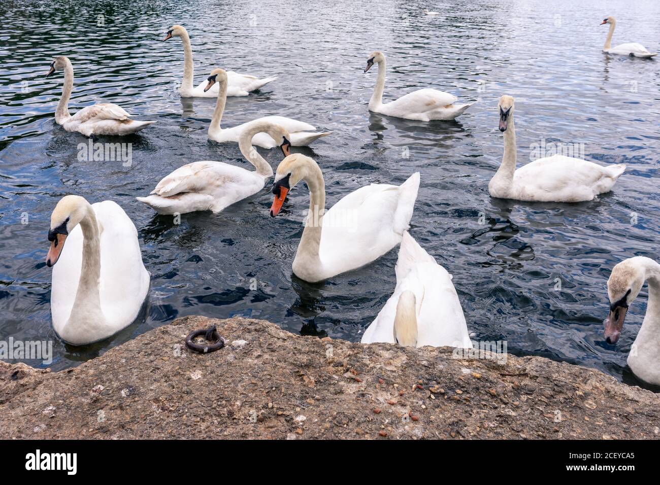 Un bevuto di cigni muti, Cygnus olor, sperando di cibo su un lago vicino alla banchina Foto Stock