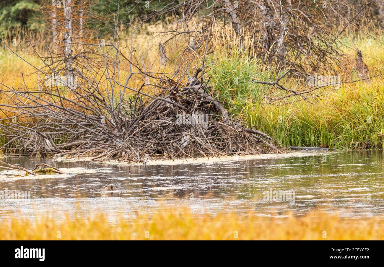Un'anatra nuota presso un rifugio Beaver nel serpente Fiume circondato da colori autunnali nel Grand Teton National Park Foto Stock