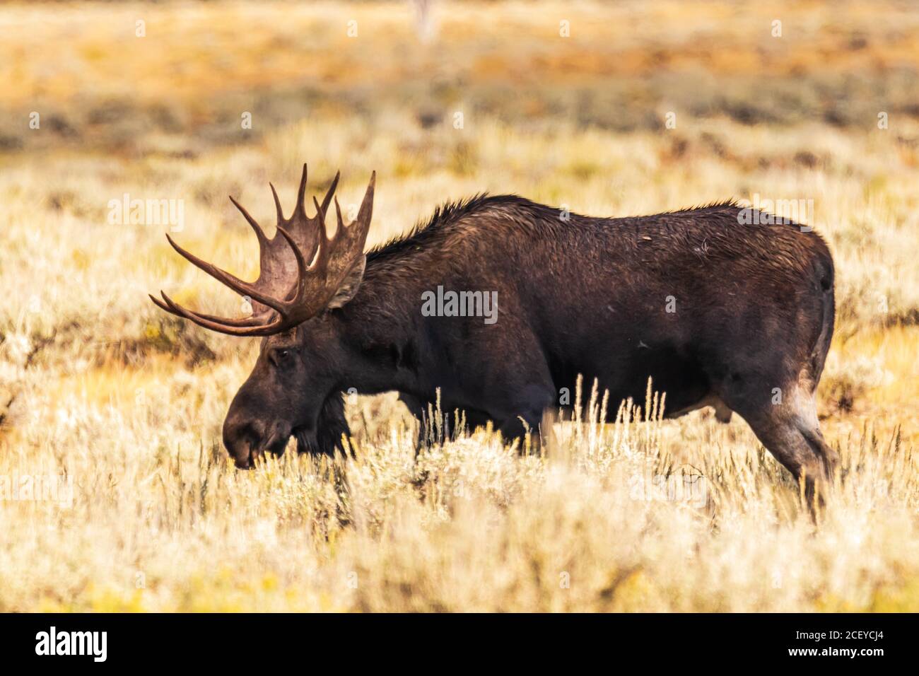 Vista laterale di un toro Moose con grandi antlers circondato da Colore autunnale in Grand Teton NP Foto Stock