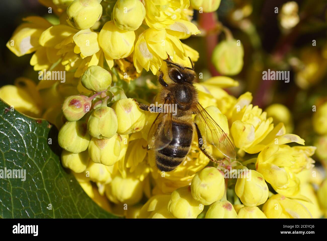 Ape di miele occidentale o ape di miele europea (Apis mellifera) Sui fiori gialli di un'uva dell'Oregon (Mahonia aquifolium) buttercup o famiglia di barberry Foto Stock