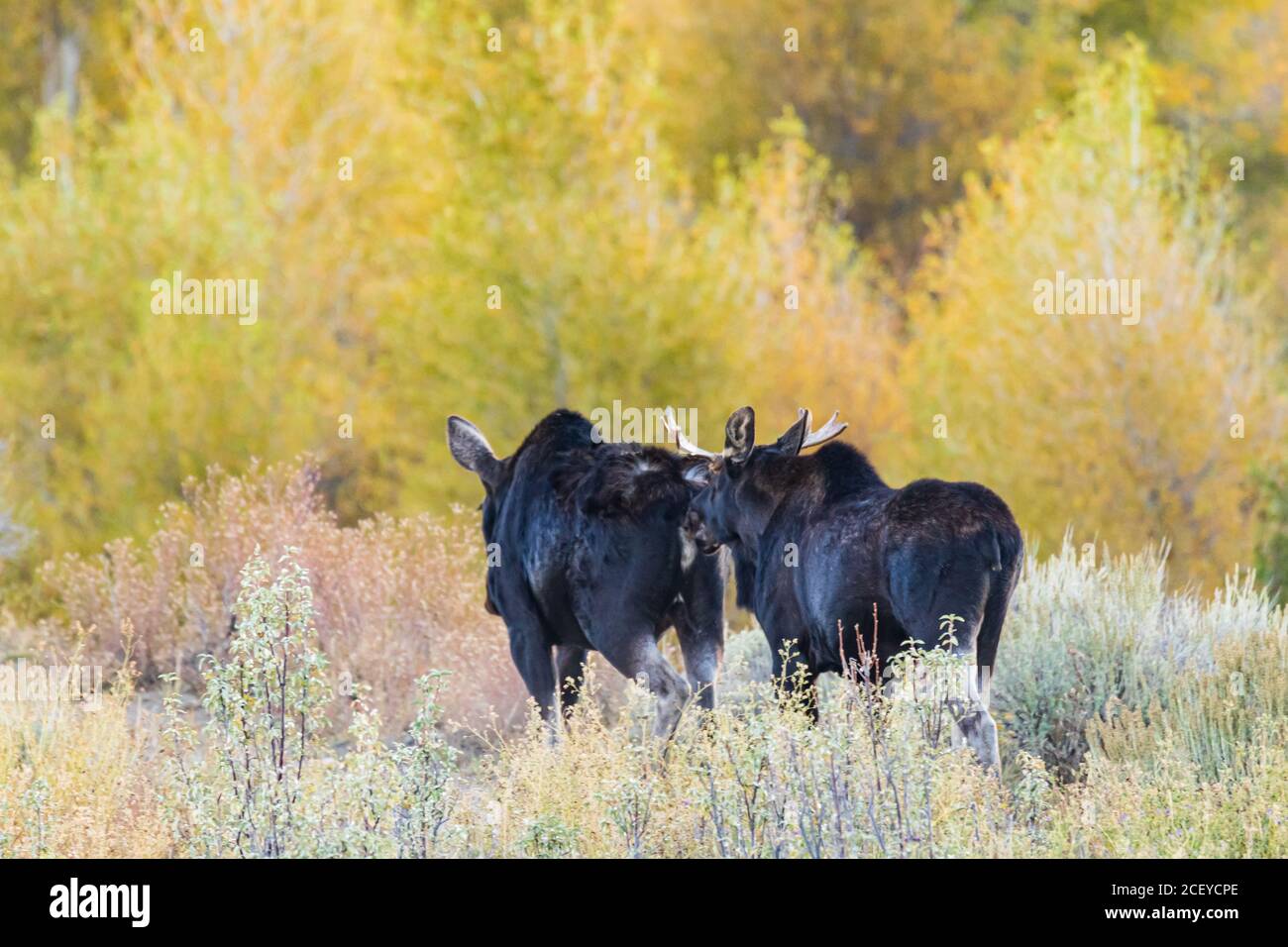 Giovane alce di toro a seguito di un alce femminile con alberi di Aspen In colore autunnale dietro di loro nel Grand Teton National Park Foto Stock