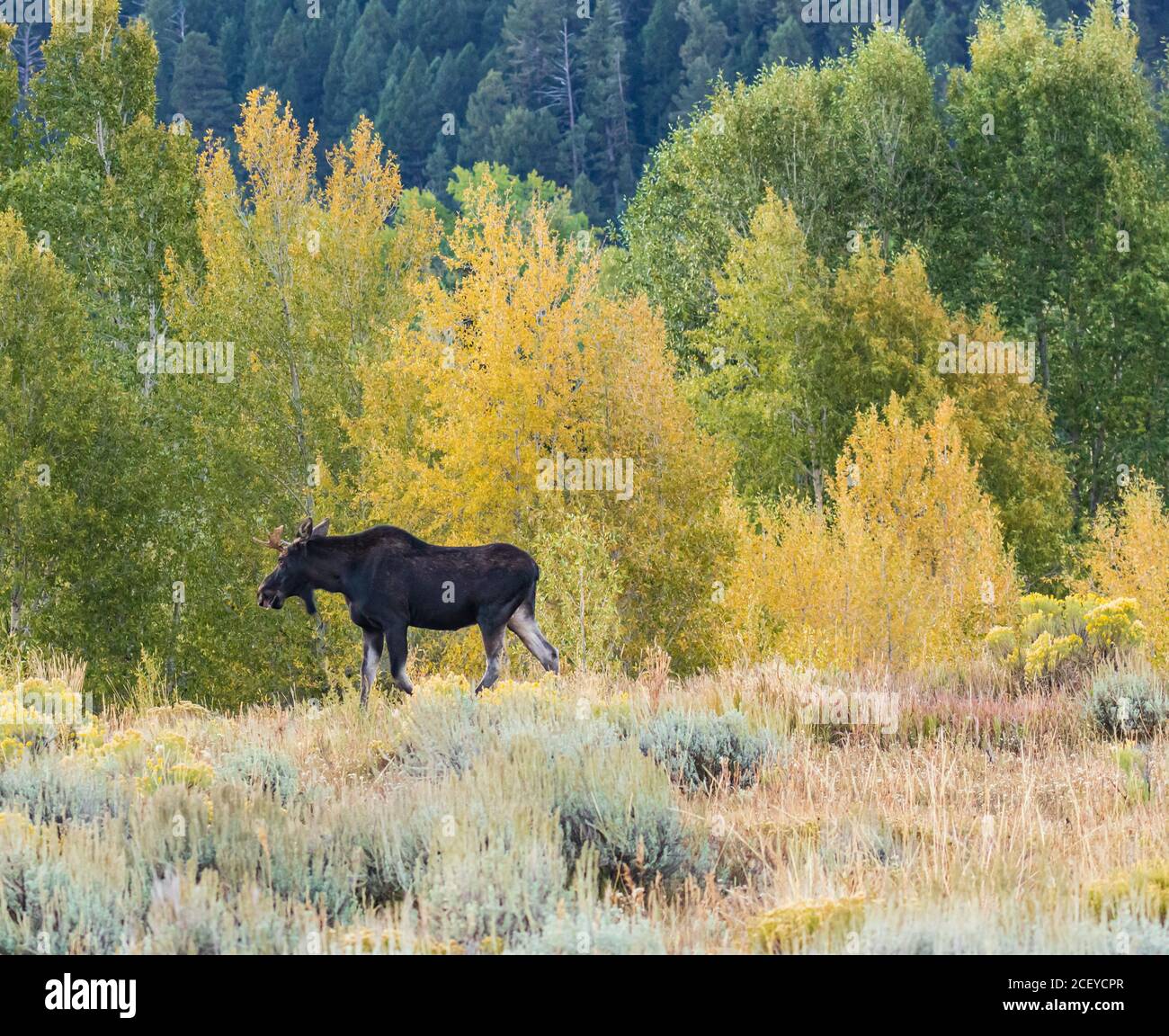 Young Bull Moose camminando da alberi d'Aspen dorati durante l'autunno Nel Parco Nazionale di Grand Teton Foto Stock