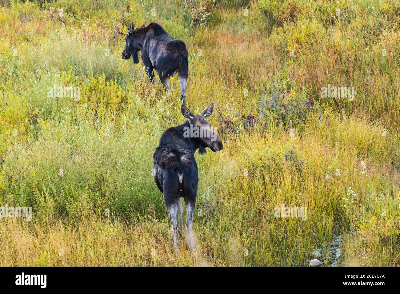 Femmina alce sciolto alla macchina fotografica come giovane alci toro cammina attraverso piante colorate Foto Stock