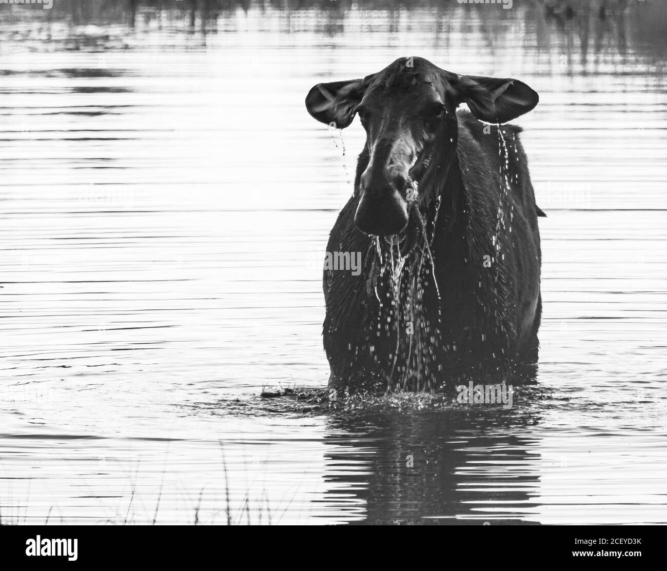 Foto in bianco e nero di un alce femminile in piedi un laghetto con un boccaglio di cibo e di acqua che versano dalla testa Foto Stock