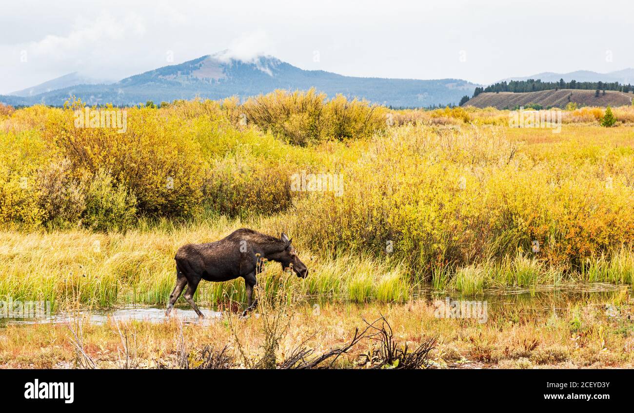 Moose vitello circondato da colore autunno alla ricerca di cibo in Torrente poco profondo nel Parco Nazionale di Grand Teton Foto Stock