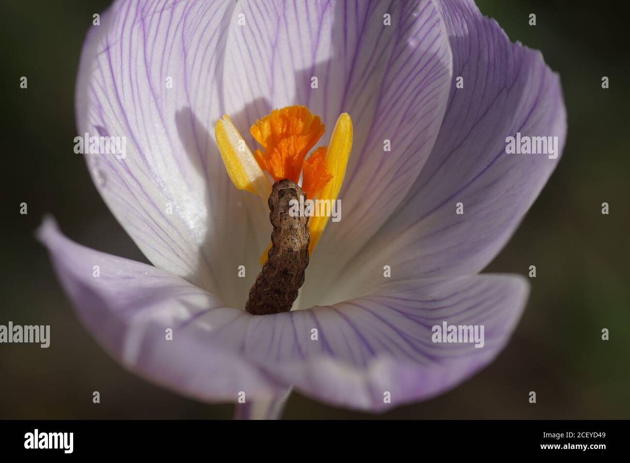 Il bruco di un sottogallo meno giallo (viene Noctua) mangia il fiore di un crocus. Falene della famiglia (Noctuidae). Paesi Bassi, marzo Foto Stock