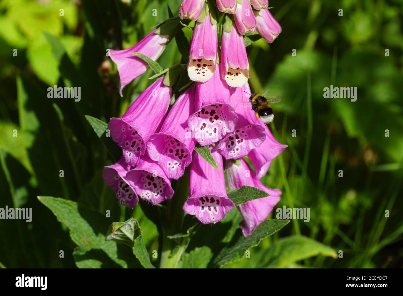 Foxguanto da fiore (Digitalis), famiglia di piante (Plantaginaceae) e un bumblebee da giardino (Bombus hortorum), famiglia Apidi. Primavera in un giardino olandese Foto Stock
